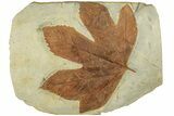 Stunning Double-Sided Fossil Leaf Plate - Montana #271012-2